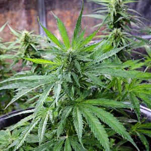 Cannabis-Induced Psychosis marijuanna weed
